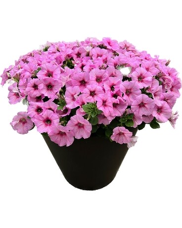 Petunia Patio Pot Plant