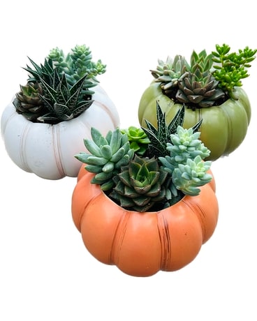 Heirloom Pumpkin Succulent Garden Plant