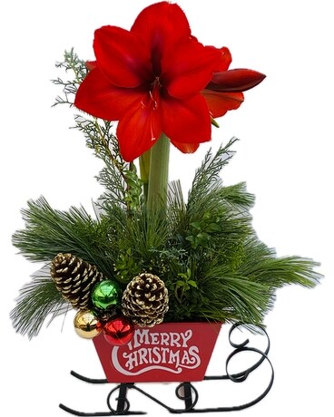 Holiday Amaryllis Plant