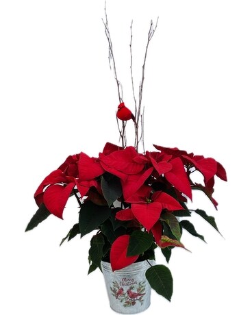 Christmas Cardinal Poinsettia Plant
