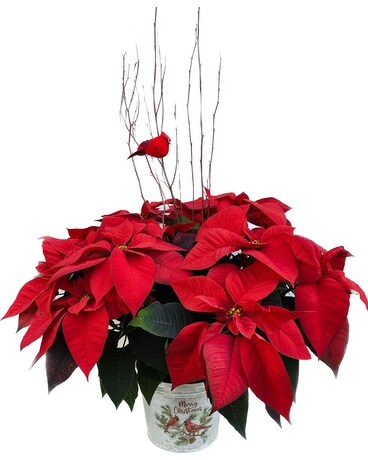 Deluxe Christmas Cardinal Poinsettia Plant