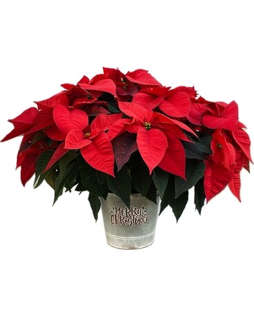 Have A Merry Christmas Poinsettia Plant