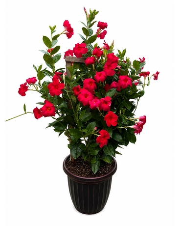Garden Center Delivery Dayton OH - Furst The Florist & Greenhouses