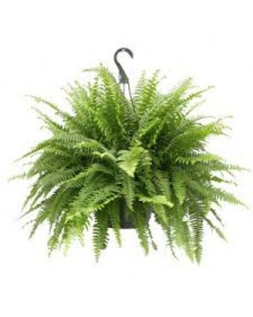 Boston Fern Hanging Basket Plant