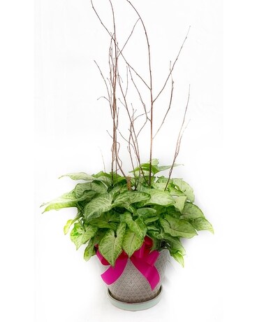 Nepthytis Plant Plant