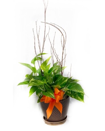 Pothos Plant Plant