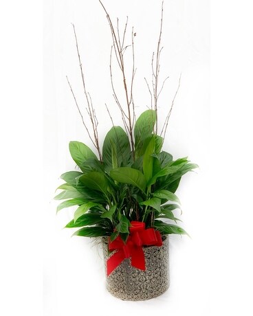 Peace Lily Plant