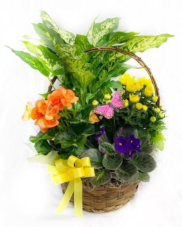 Classic English Garden Plant