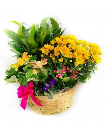 Premium English Garden Plant