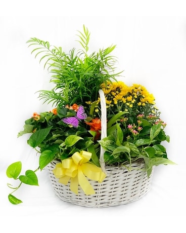 WOW English Garden Plant