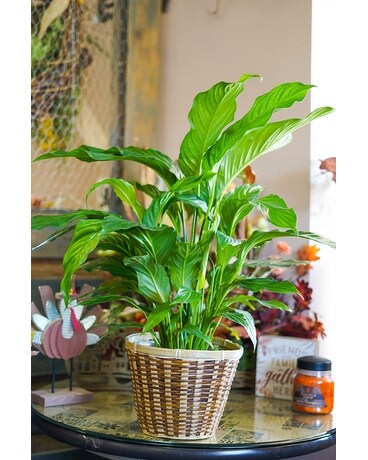 Peace Lilly Plant