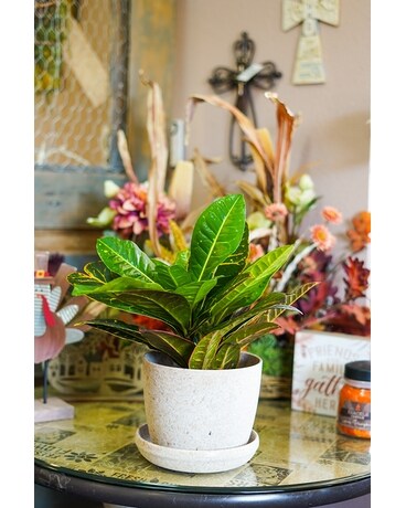 Croton Plant