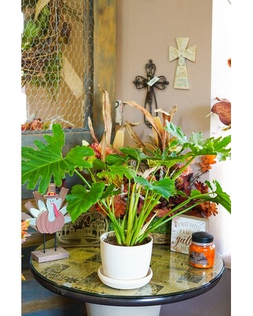 Philodendron Shangri La Plant