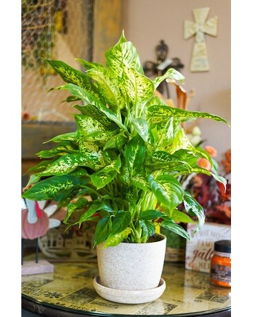 Dieffenbachia Plant