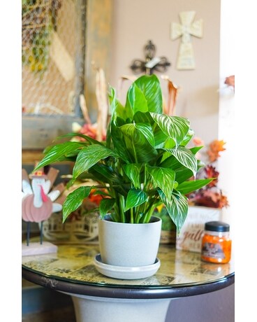 Peace Lilly Plant