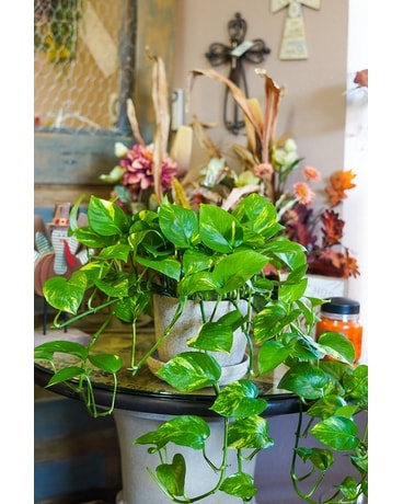Pothos Plant