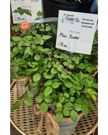 Mini Rose Plant Plant