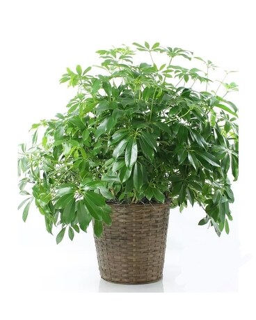 Arboricola Schefflera Plant