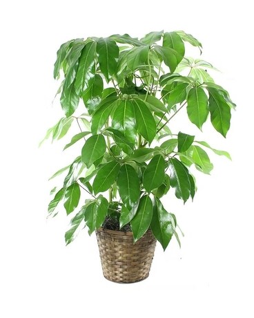 Amate Schefflera Flower Arrangement