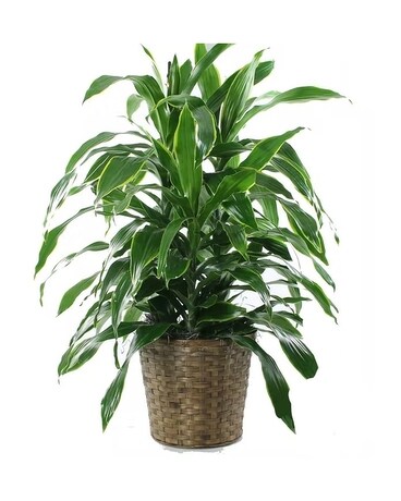Dracena Plant Plant