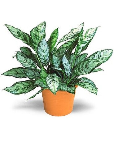 Chinese Evergreen Flower Arrangement