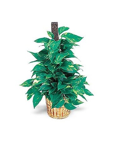 Golden Pothos Flower Arrangement
