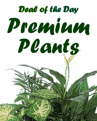 Premium Plants Flower Arrangement