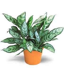Chinese Evergreen Flower Arrangement