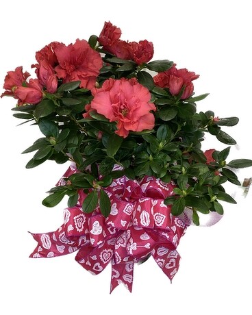 Pink Azalea by Razzle Dazzle® Flowers Mesa, AZ in Mesa AZ - Razzle Dazzle®  Flowers & Gifts