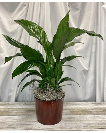 Large Spath by Razzle Dazzle® Flowers Mesa Plant