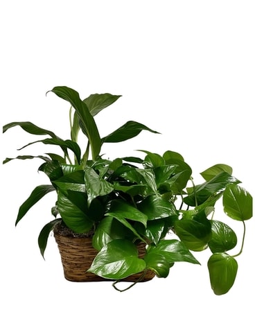 Peanut Basket Garden Plant