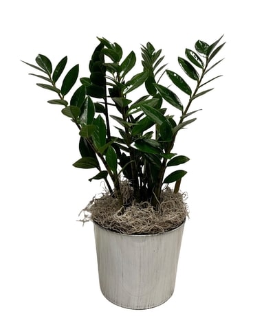 ZZ Plant Plant
