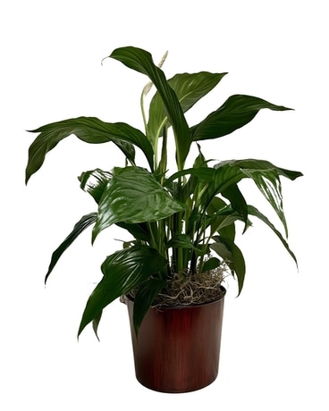 Spath Plant Plant