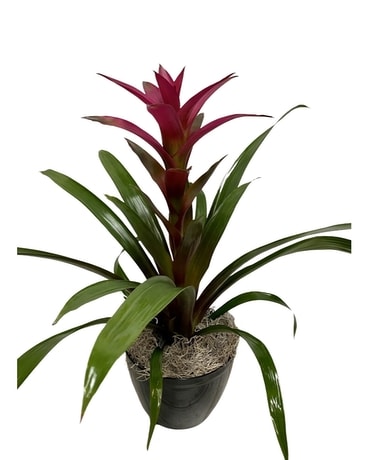 Bromeliad Plant Plant