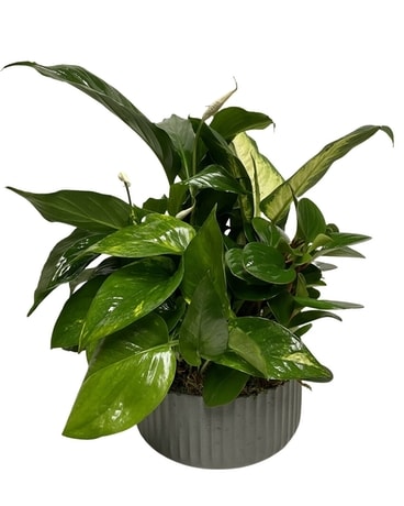 Deluxe Dish Garden Dish Garden Plant