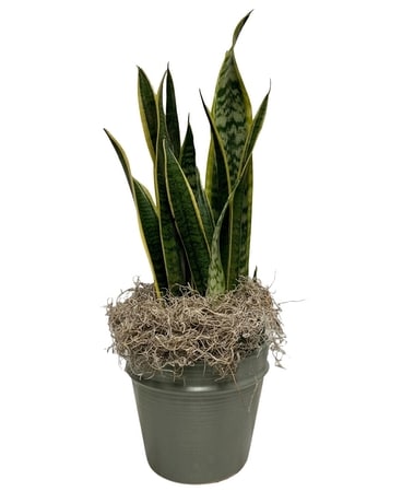 Mother In Laws Tongue Plant