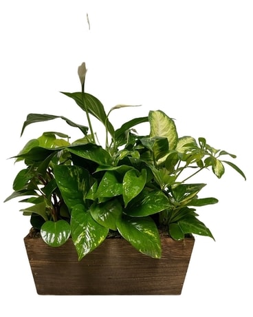 Premium Dish Garden Dish Garden Plant