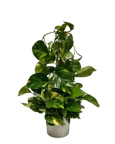 Pothos on Pole Flower Arrangement