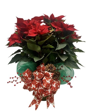 Large Red Poinsettia Razzle Dazzle® Flowers Mesa Plant