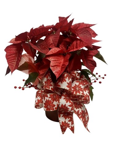 Classic Red Poinsettia Razzle Dazzle® Flowers Mesa Plant