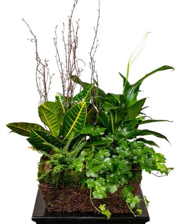 Sympathy Plants Delivery in Mesa AZ | Razzle Dazzle Flowers & Gifts