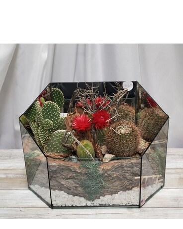 Large Glass Cactus Garden Plant