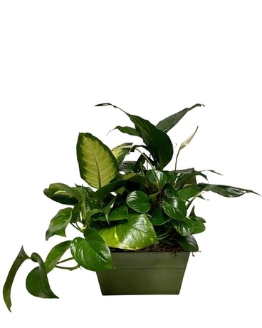 Dish Garden Dish Garden Plant