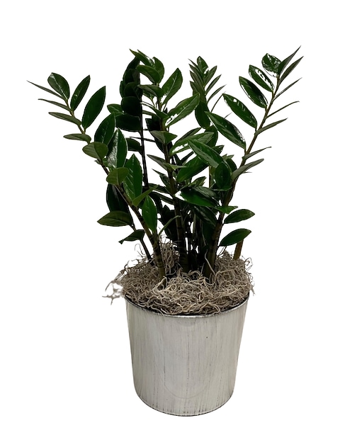 agave plant in pot Agave Desmettiana Variegata Dwarf Century Plant main image 1