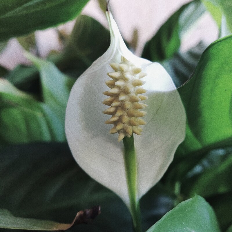 How To Care For Your Peace Lily Plant Bell Flowers