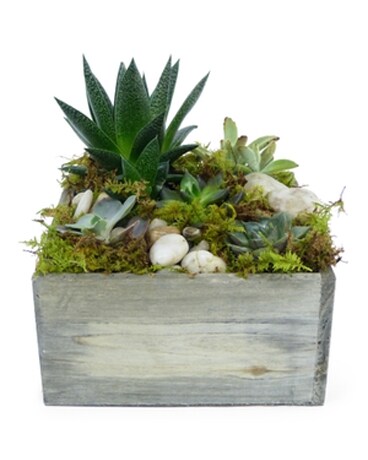 Woodland Succulents