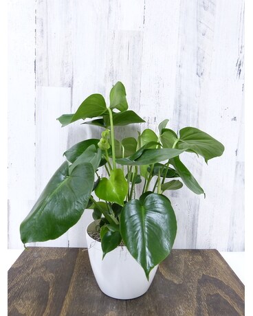 Monstera Split Leaf Plant