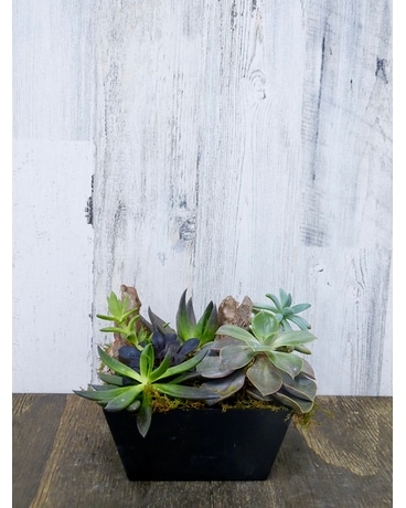 Succulent Garden In Black Cube Plant