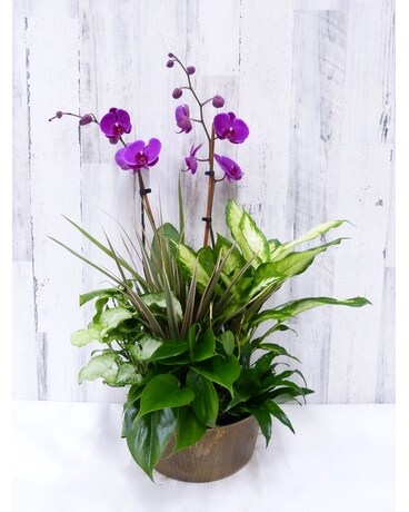 Tropical Treat Dish Garden Plant