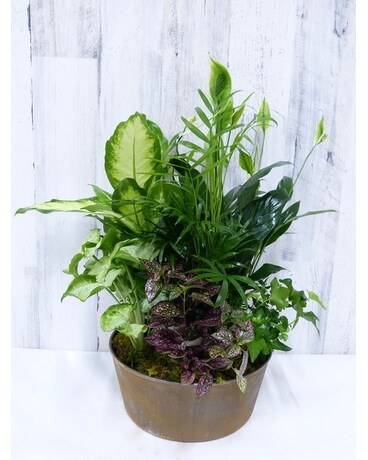 Emerald Garden Dish Garden Plant